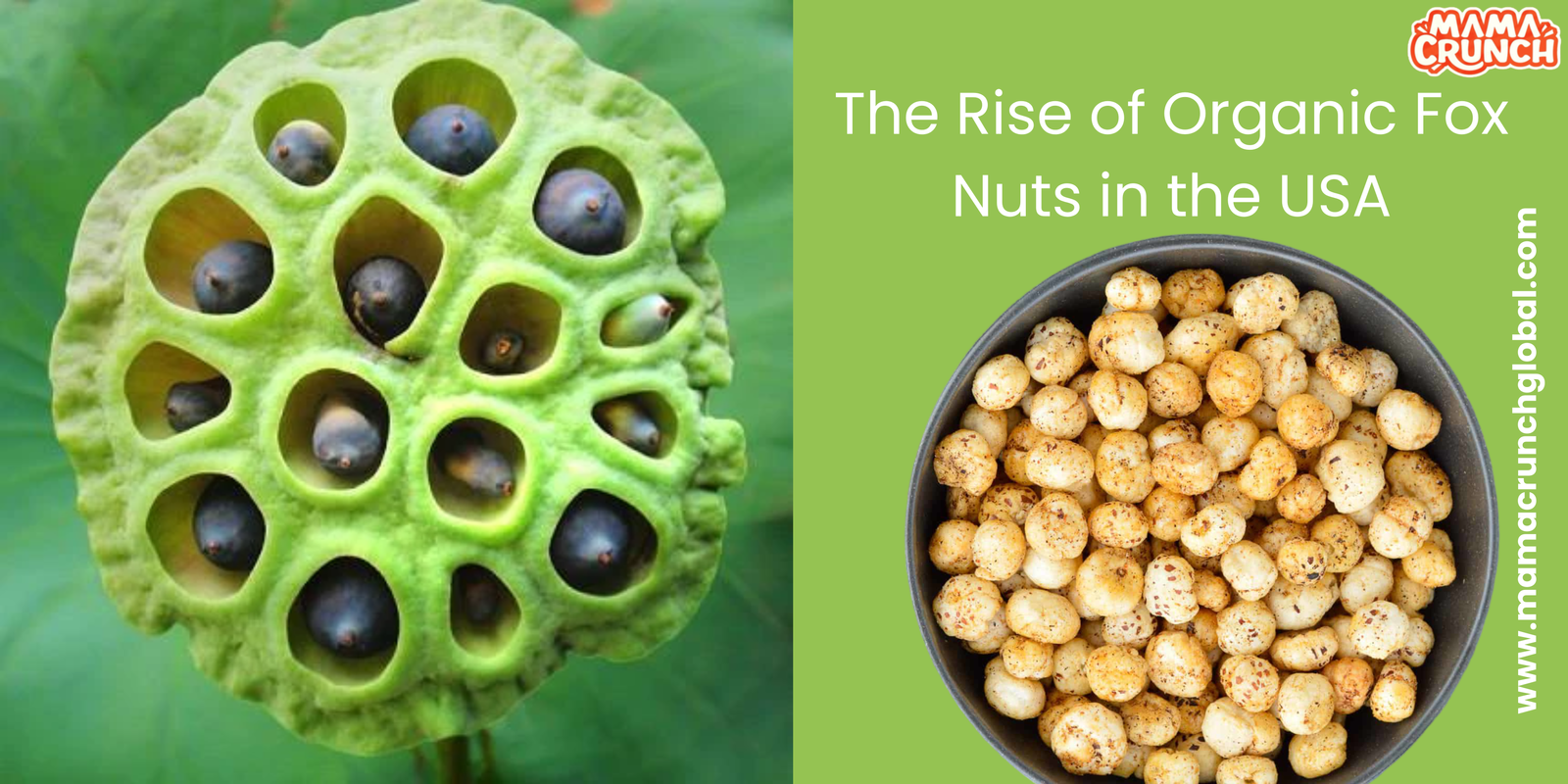 The Rise of Organic Fox Nuts in the USA: A Superfood Taking Over Snack Aisles